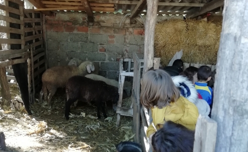 Дечја недеља: Посета пољопривредном газдинству породице Шмит